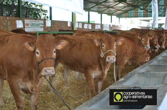 Extremadura suspende presencia ganado en ferias ante la dermatosis nodular contagiosa