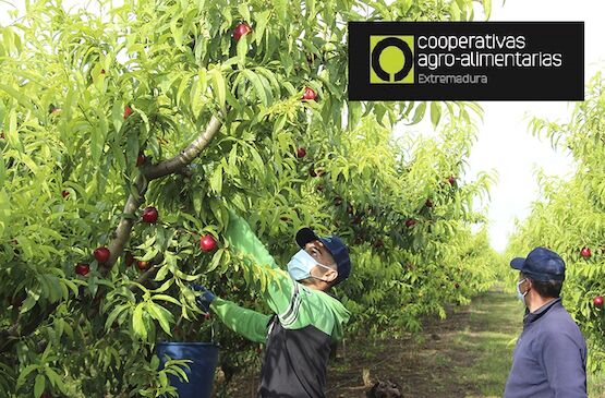 Cooperativas Extremadura muestra su satisfacción ante el anuncio de Brasil de reabrir sus fronteras a la ciruela