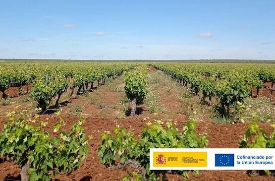 Jornada sobre las ventajas e inconvenientes de las cubiertas vegetales en la viticultura mediterránea