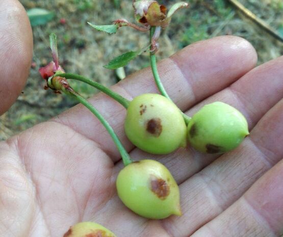 Cooperativas Extremadura propone mejoras al seguro de cerezas en precio y coberturas
