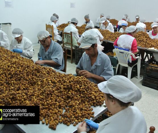 Regadhigos aúna tradición e innovación en la producción y comercialización de higo seco