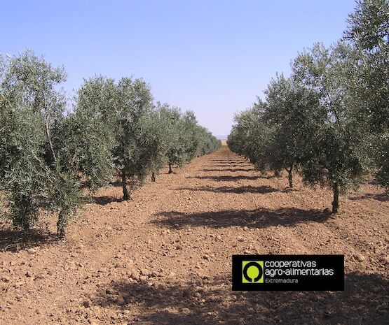 Efluentes de almazara para fertirrigación