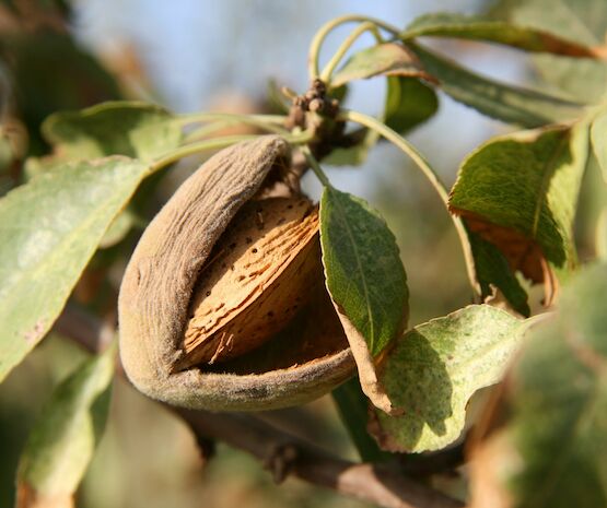 El cultivo del almendro triplica su número de hectáreas en Extremadura desde 2010