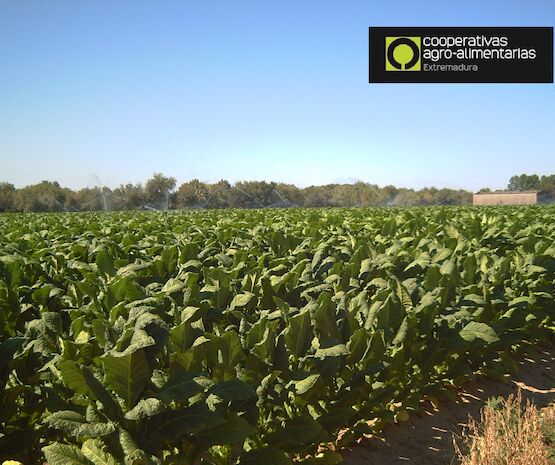El futuro del tabaco