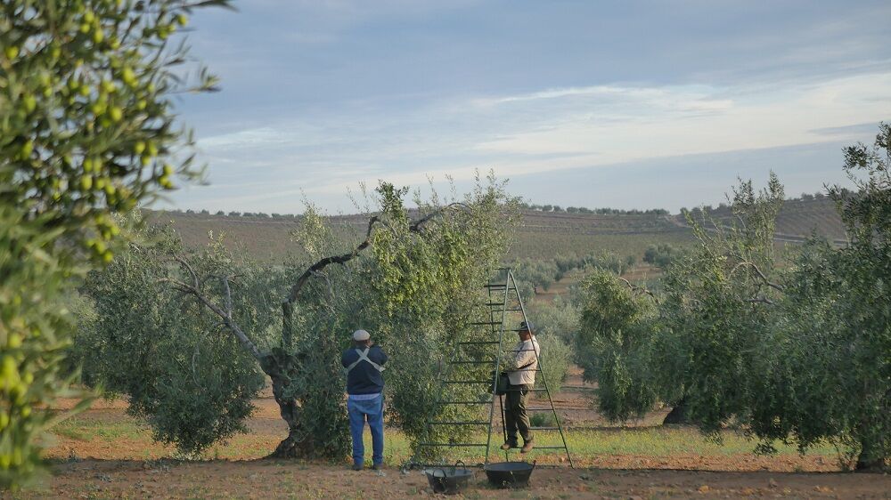 Viñaoliva y la aceituna de mesa