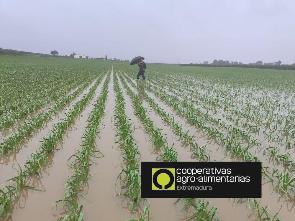 Agricultores y ganaderos extremeños ya pueden notificar a la Junta los daños del temporal