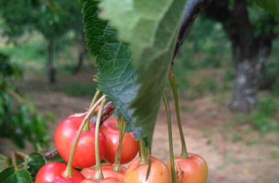 Cooperativas Extremadura insta a la Junta a actuar para incrementar la contratación del seguro de cereza