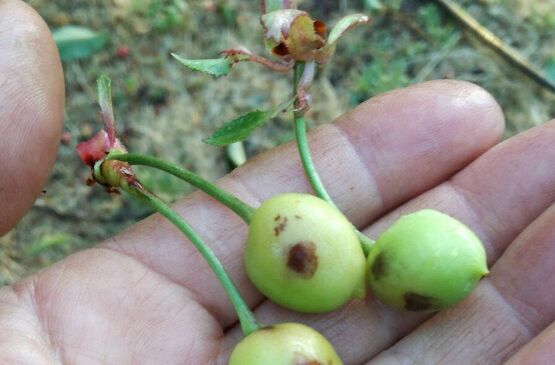 Cooperativas Extremadura propone mejoras al seguro de cerezas en precio y coberturas