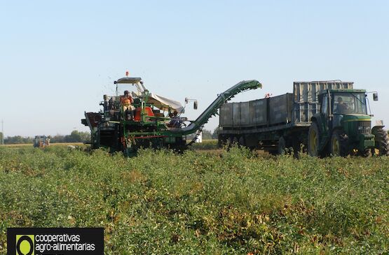 Cooperativas Extremadura actualiza a 145 euros el coste de producción por tonelada de tomate para industria en la región