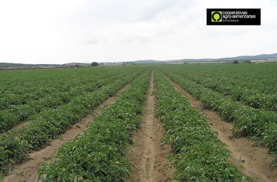 Los agricultores extremeños comienzan a plantar las 24.000 hectáreas dedicadas a tomate esta campaña