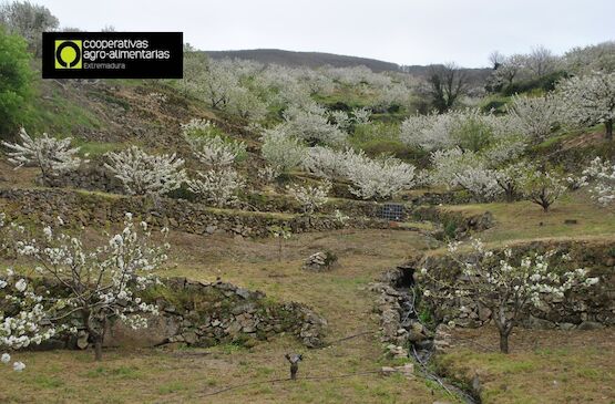 Cooperativas Extremadura y Agrupación del Jerte consiguen la aprobación de su propuesta de mejora en el seguro de cereza por parte de ENESA