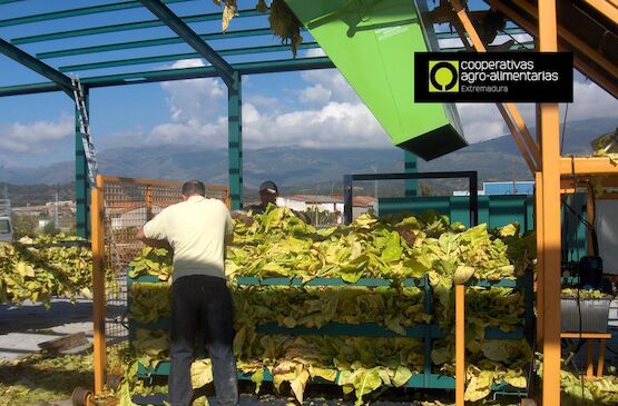 Incógnitas en el futuro del tabaco