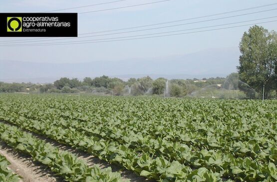 Los productores extremeños de tabaco plantan más de 8.000 hectáreas de esta campaña
