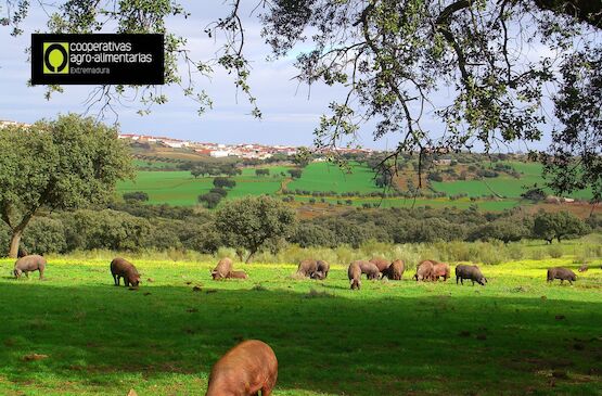 Un futuro para el porcino ibérico