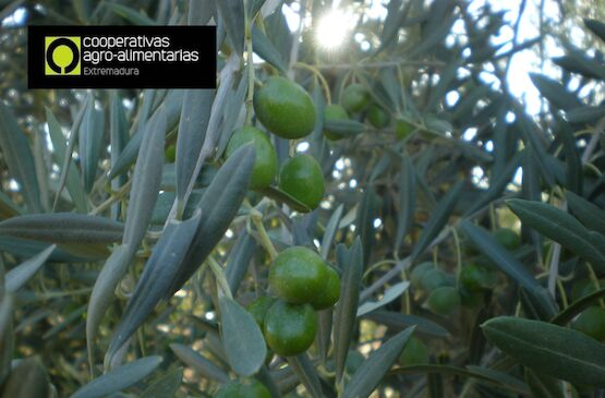 La aceituna manzanilla también es extremeña