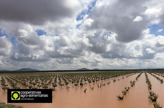 Convocadas las ayudas para la contratación de Seguros Agrarios