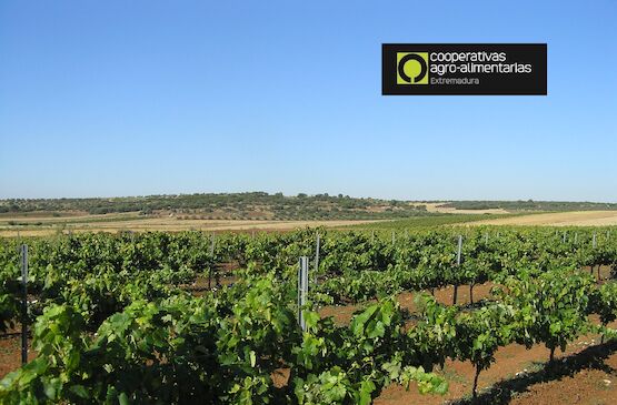 Cooperativas Agro-alimentarias Extremadura estima una vendimia de 3,4 millones de hectolitros