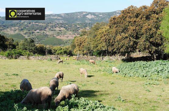 Convocadas ayudas a la trashumancia por vías pecuarias de Extremadura