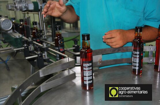 Cooperativas Extremadura comienza a elaborar un Plan Estratégico para el Aceite de Oliva