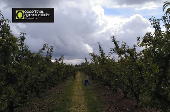 Ajustando la fruta