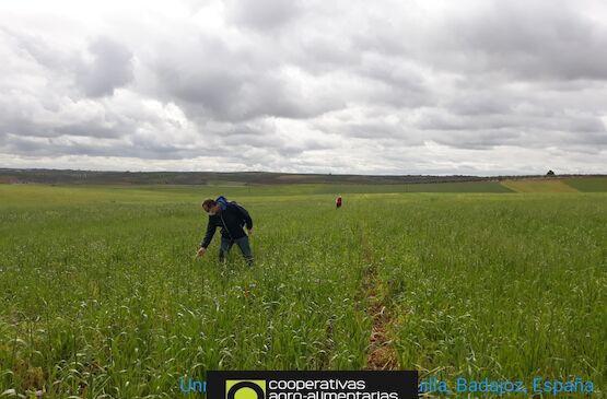 Campaña agrícola ante adversidades meteorológicas