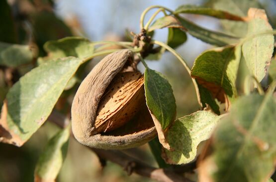 El cultivo del almendro triplica su número de hectáreas en Extremadura desde 2010