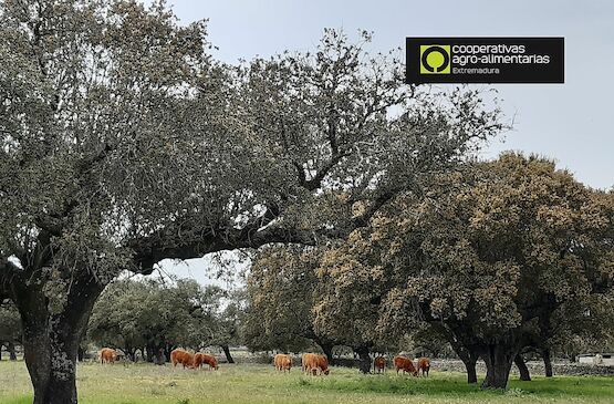 GoDehesa valora la apuesta de la PAC por criterios medioambientales