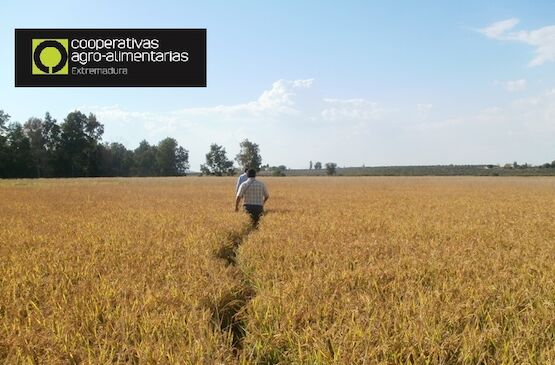 Los ecorregímenes de la PAC, eje de unas jornadas de Cooperativas Agro-alimentarias Extremadura