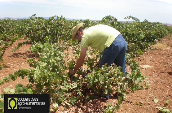 ¿Dejamos morir al sector del vino?