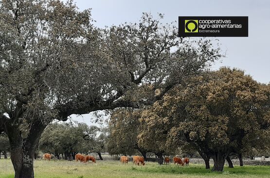 GoDehesa mejorará la salud del suelo de la dehesa a través del manejo holístico