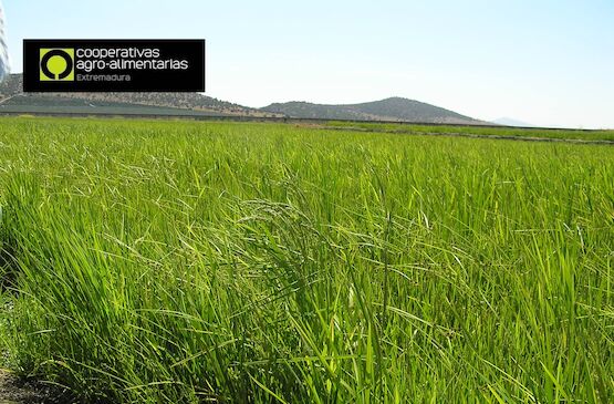 El acondicionamiento de grano para semillas