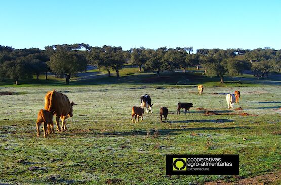 Cooperativas Extremadura y EA Group plantean la creación de una herramienta para el seguimiento de la sequía que contraste el seguro de compensación de pastos