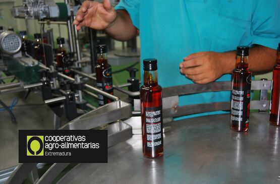 Cooperativas Extremadura comienza a elaborar un Plan Estratégico para el Aceite de Oliva