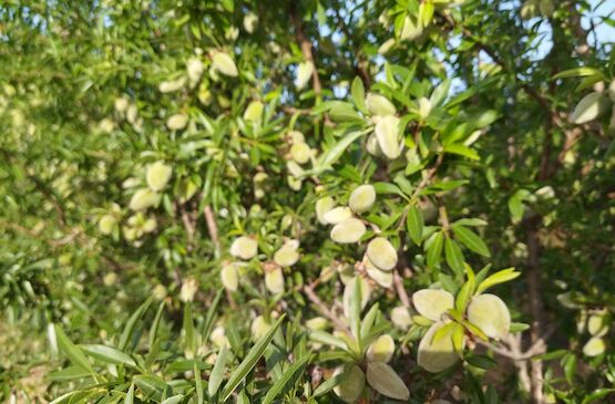 Extremadura incrementa un 32% la superficie productiva destinada a almendra