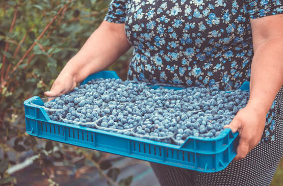 La cooperativa La Benéfica crea empleo femenino con el cultivo de arándanos ecológicos en zona de dehesa