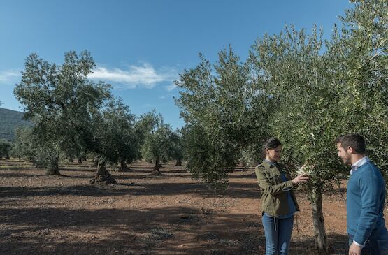 Convocada la VIII edición de la ´Cata-Concurso de Aceites de Oliva Virgen Extra Provincia de Badajoz Cosecha Temprana 2024/2025´