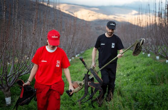 La agricultura que frena el fuego: el papel de la cereza del Jerte frente al incendio de Jarilla