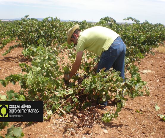 Cooperativas Extremadura reclama ayudas extraordinarias al sector vitivinícola ante la caída del 40% de producción en esta vendimia