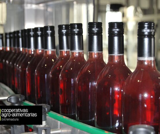 Cooperativas Extremadura estima una producción de tres millones de hectolitros de vino y mosto en esta vendimia