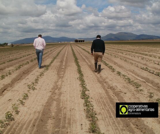 Cooperativas Extremadura organiza una jornada para analizar los seguros agrarios en la región