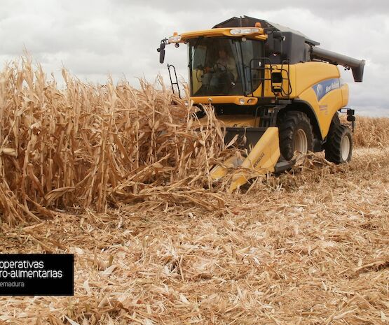 Cooperativas Extremadura estima un incremento del 62% en la cosecha de cereales