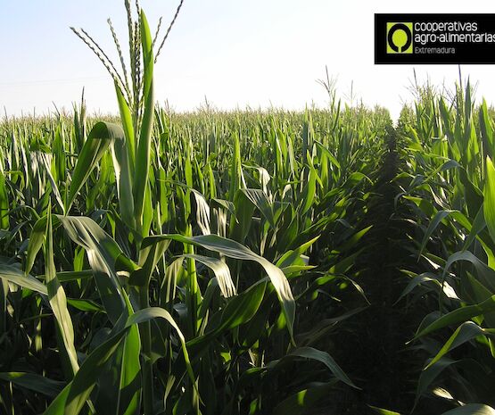 Cooperativas Extremadura pide que se intervenga caudal ecológico para plantar maíz y arroz en la zona del Canal de Orellana