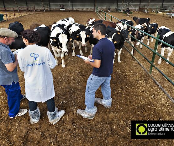 Las cooperativas podrán hacer sus seguros en la correduría de Cooperativas Extremadura
