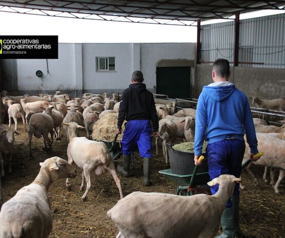 Dos de cada diez extremeños son socios de una cooperativa agroalimentaria