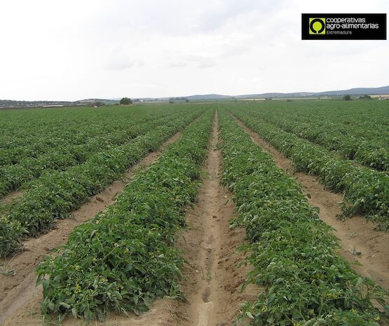 Cooperativas Extremadura sitúa en 138 euros el coste de producción por tonelada de tomate para industria en la región