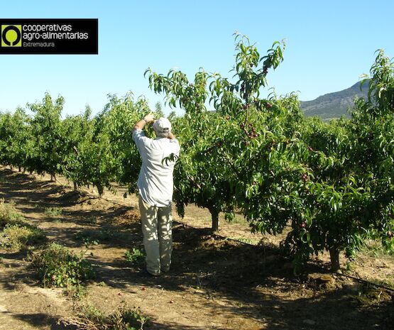 La producción de fruta de hueso superará las 238.000 toneldas en Extremadura esta campaña
