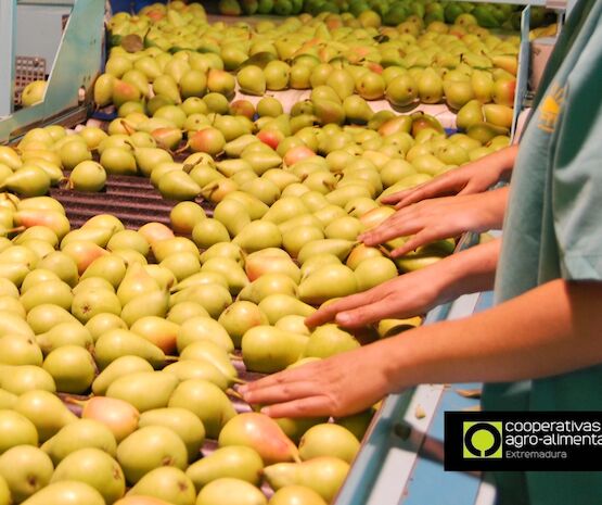 Las cooperativas agroalimentarias refuerzan su actividad para garantizar el abastecimiento de alimentos a la población