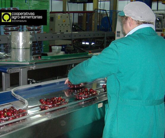 Tres cooperativas cuentan con su primer Plan de Igualdad gracias a Cooperativas Agro-alimentarias Extremadura