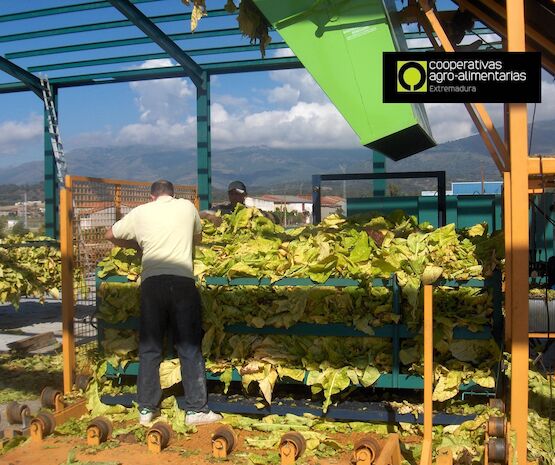 Los tabaqueros retoman la entrega de tabaco a las industrias a la espera de una reunión con Planas