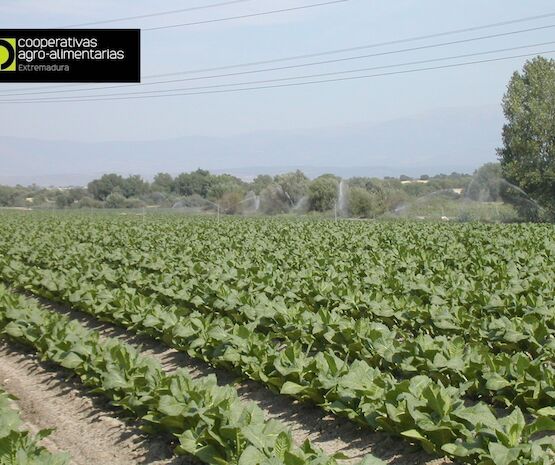 Casi 2 millones de euros para la agricultura sostenible en Extremadura